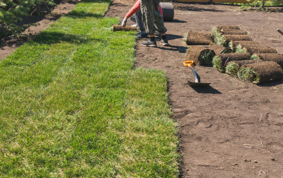 Sod Installation Services (1)